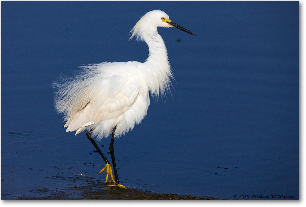 SnowyEgret_ChincoNWR_bdp_2010Jun_S3A2027 copy