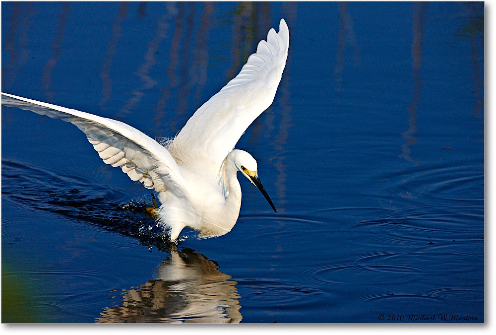 SnowyEgret_ChincoNWR_bdp_2010Jun_S3A2044 copy