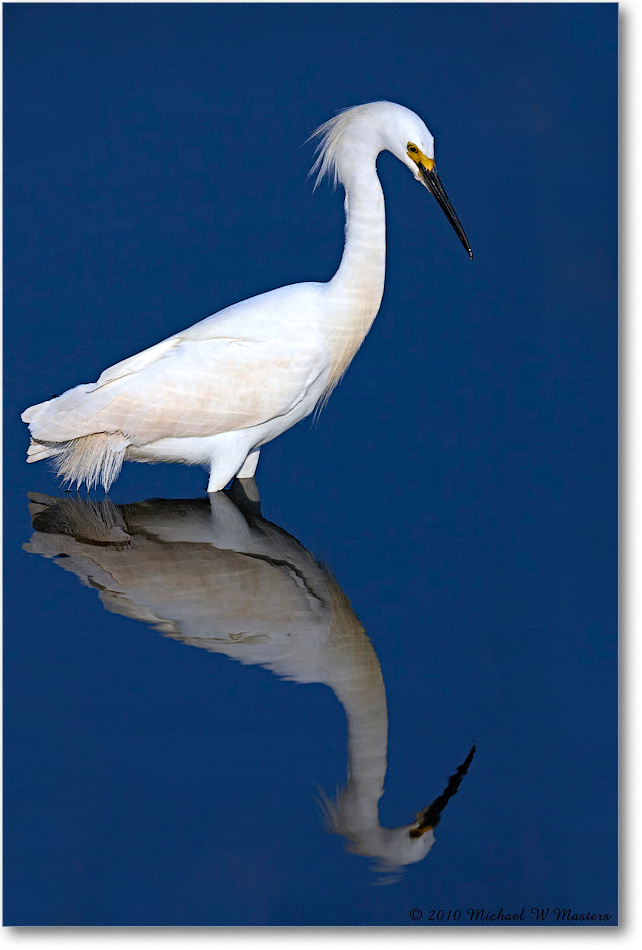 SnowyEgret_ChincoNWR_bdp_2010Jun_S3A2060 copy