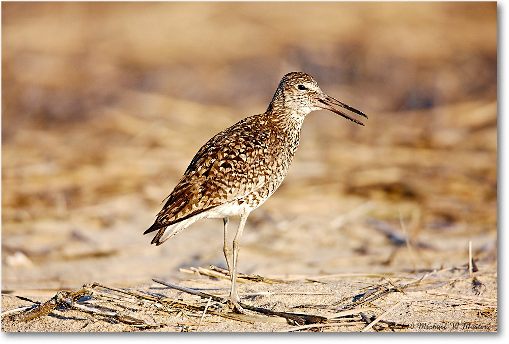 Willet_Assateague_2010Jun_S3A1576 copy