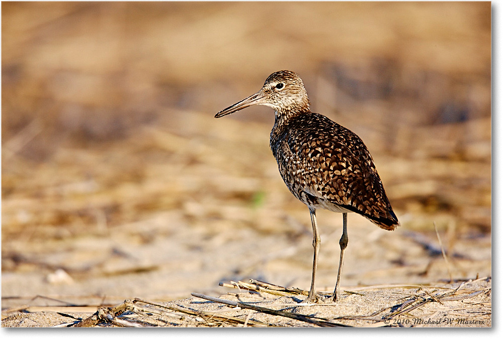 Willet_Assateague_2010Jun_S3A1578 copy
