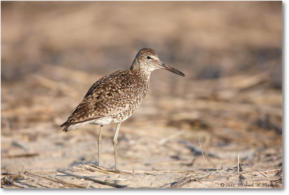 Willet_Assateague_2010Jun_S3A1579 copy
