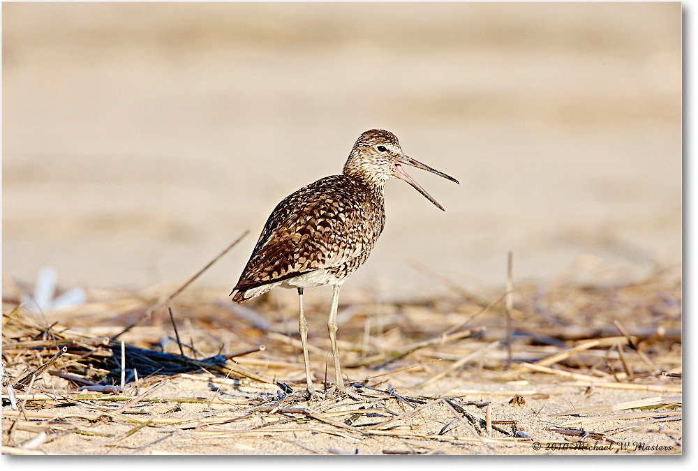 Willet_Assateague_2010Jun_S3A1585 copy