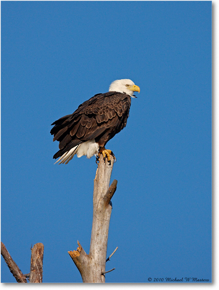 BaldEagle_ChincoNWR_2010Nov_S3A3224 copy