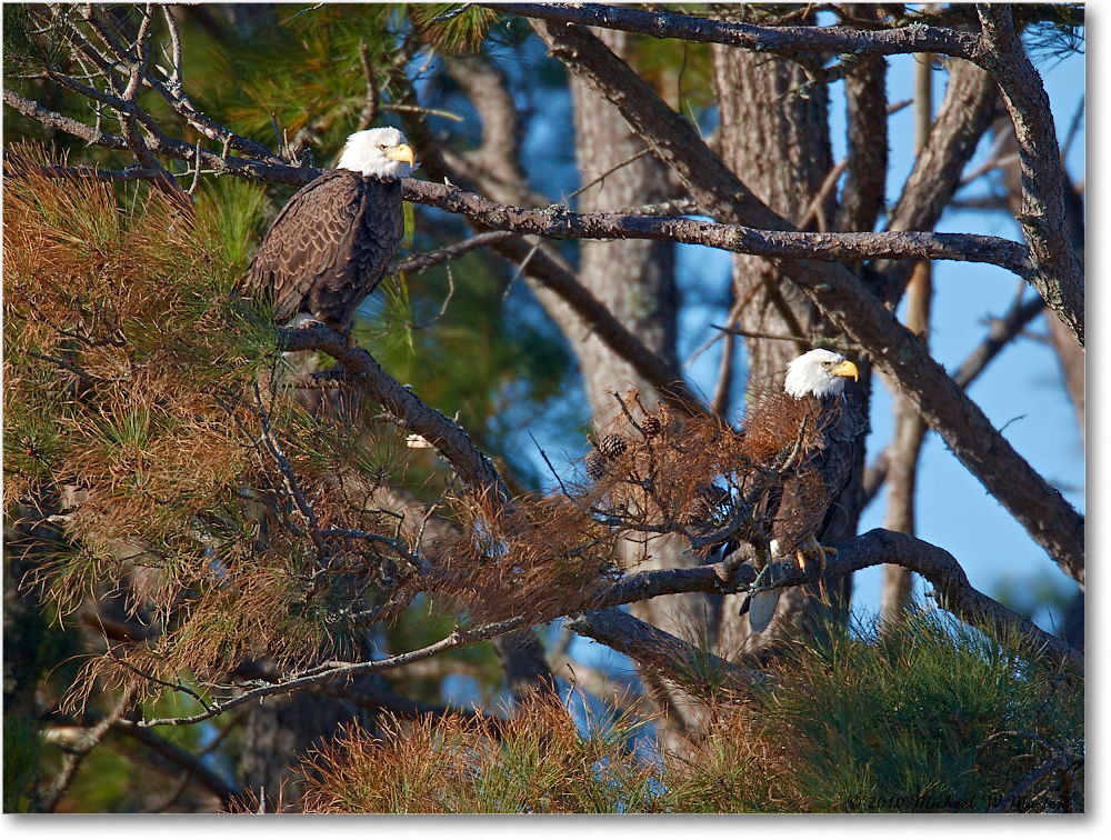 BaldEagles_ChincoNWR_2010Nov_S3A2834 copy