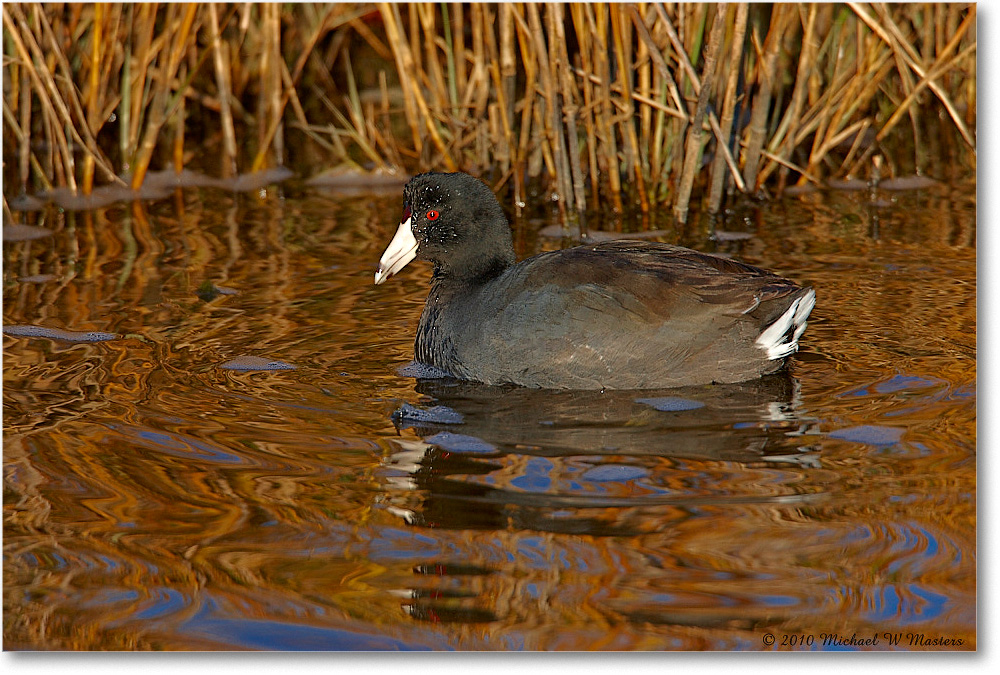 Coot_ChincoNWR_2010Nov_S3A3089 copy