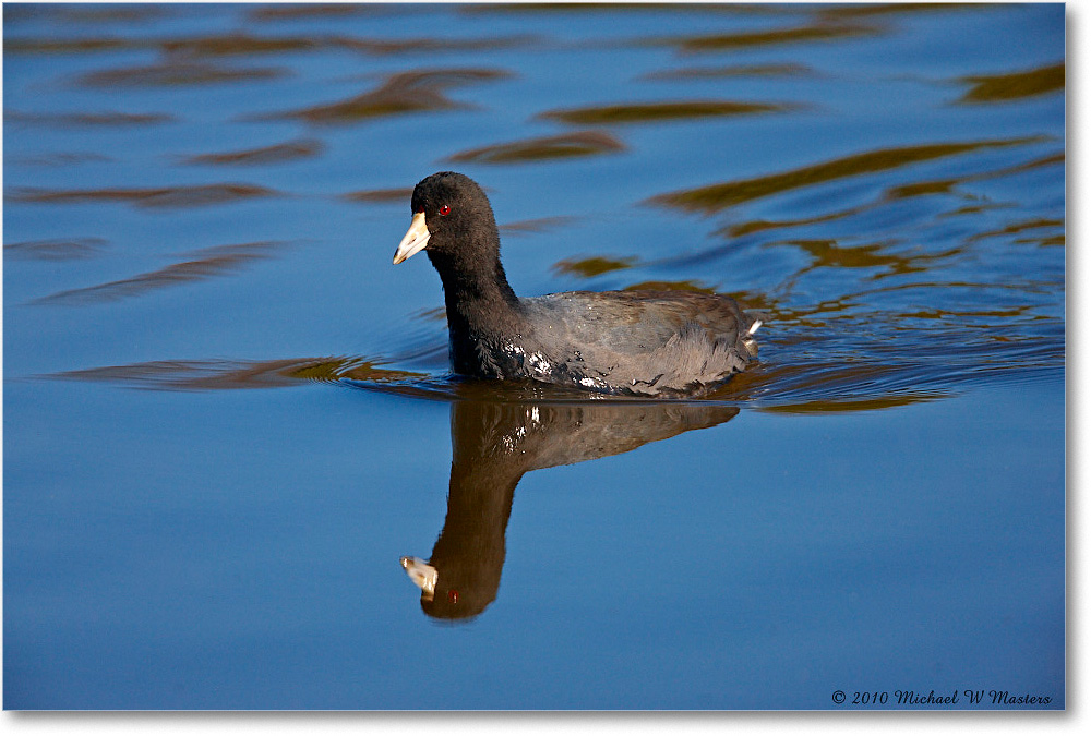 Coot_ChincoNWR_2010Nov_S3A3774 copy