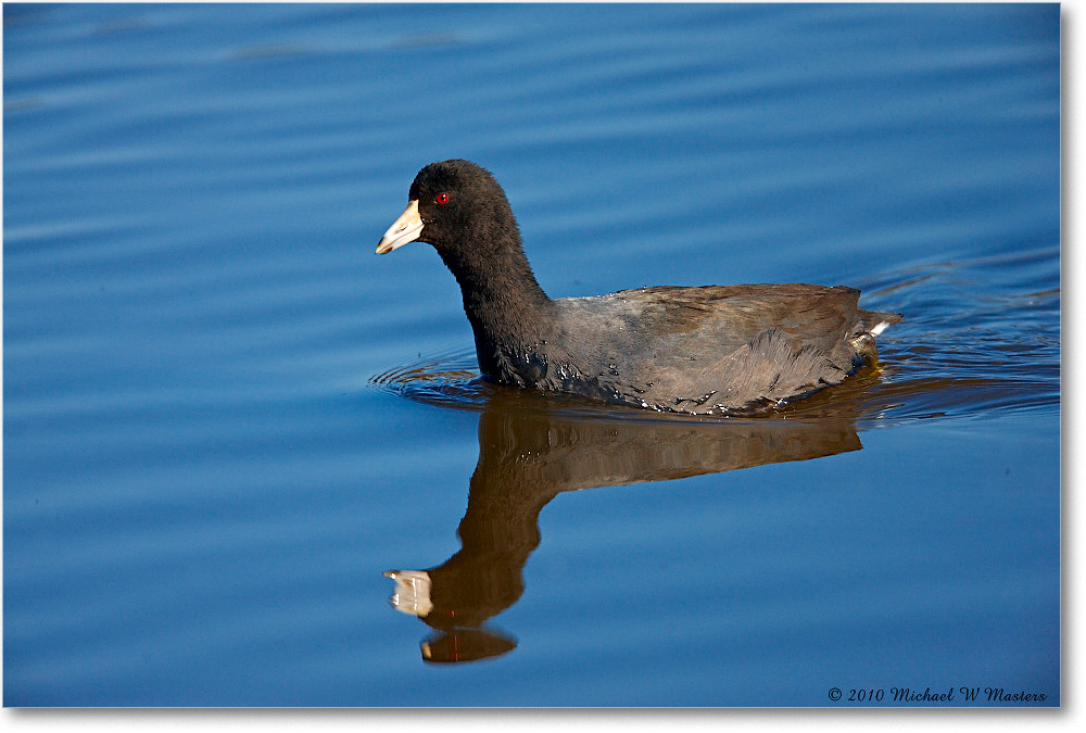 Coot_ChincoNWR_2010Nov_S3A3781 copy