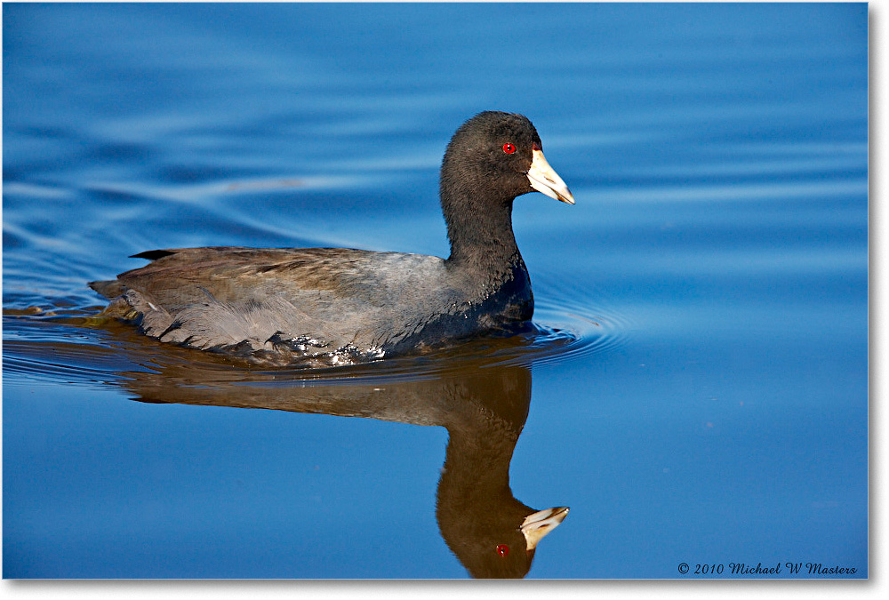 Coot_ChincoNWR_2010Nov_S3A4001 copy