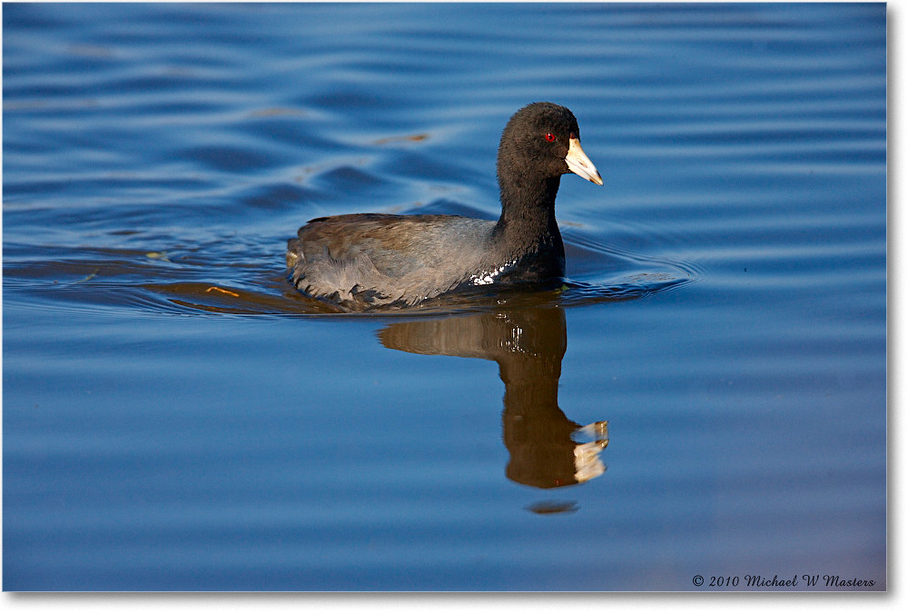 Coot_ChincoNWR_2010Nov_S3A4027 copy