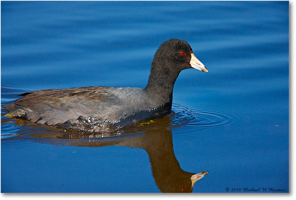 Coot_ChincoNWR_2010Nov_S3A4048 copy