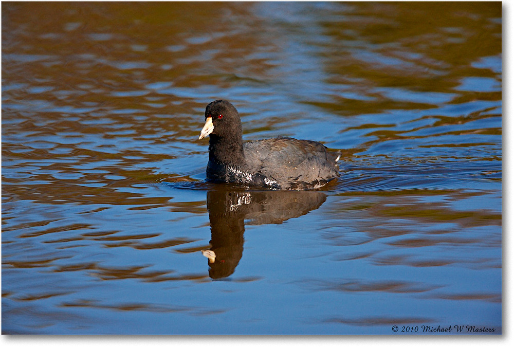 Coot_ChincoNWR_2010Nov_S3A4062 copy