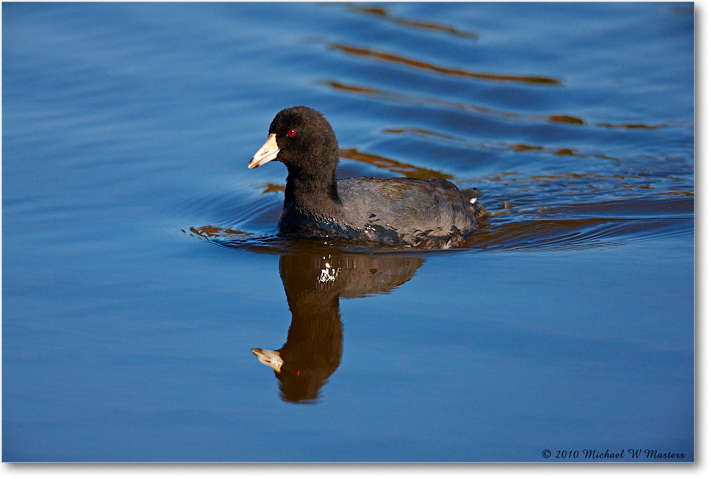 Coot_ChincoNWR_2010Nov_S3A4068 copy