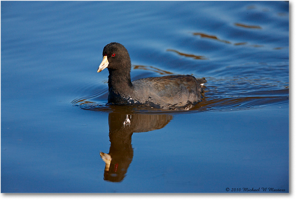 Coot_ChincoNWR_2010Nov_S3A4070 copy
