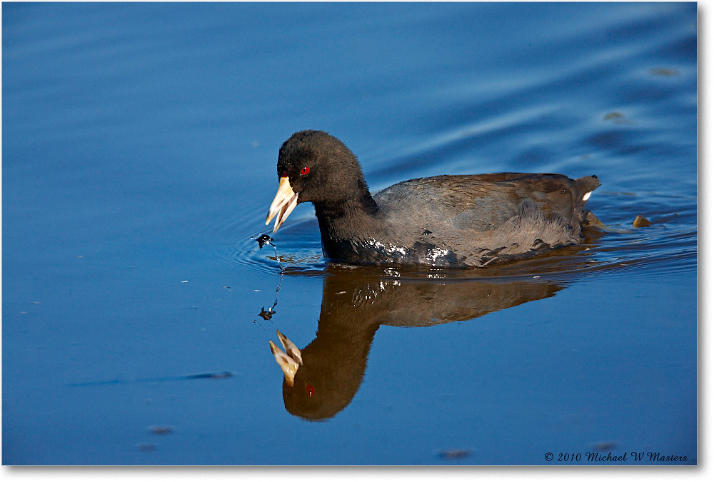 Coot_ChincoNWR_2010Nov_S3A4075 copy