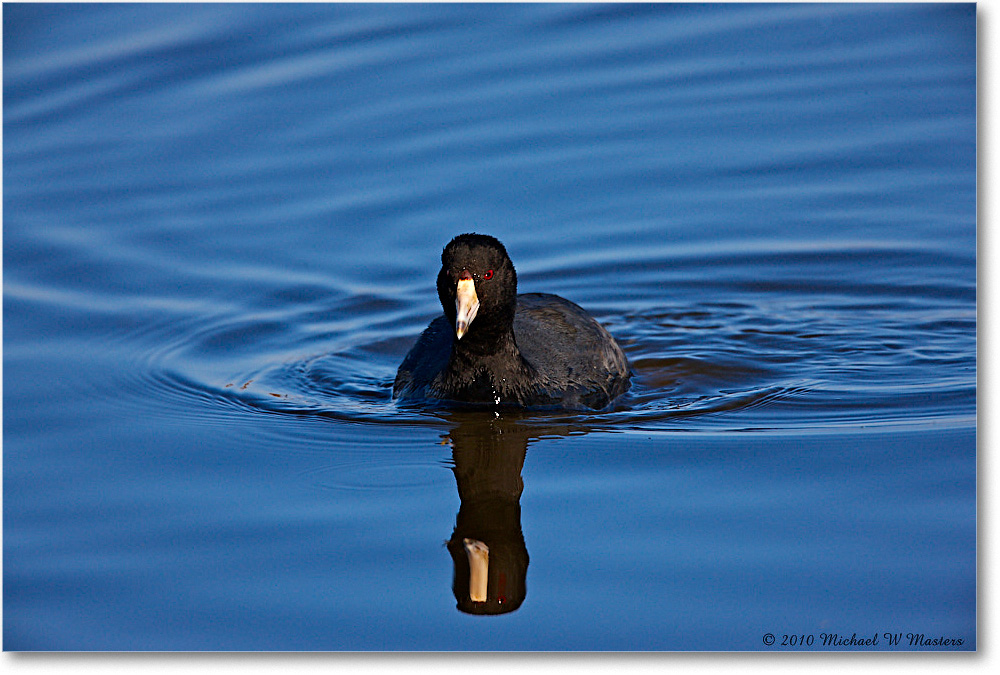 Coot_ChincoNWR_2010Nov_S3A4122 copy