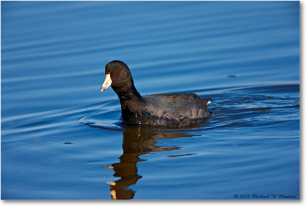 Coot_ChincoNWR_2010Nov_S3A4132 copy