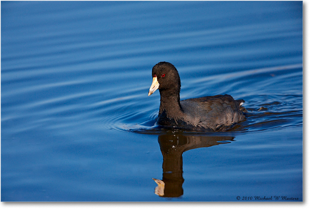 Coot_ChincoNWR_2010Nov_S3A4134 copy