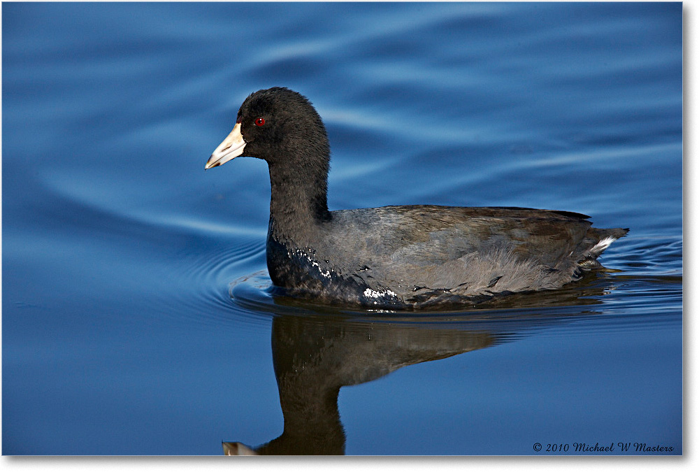 Coot_ChincoNWR_2010Nov_S3A4144 copy