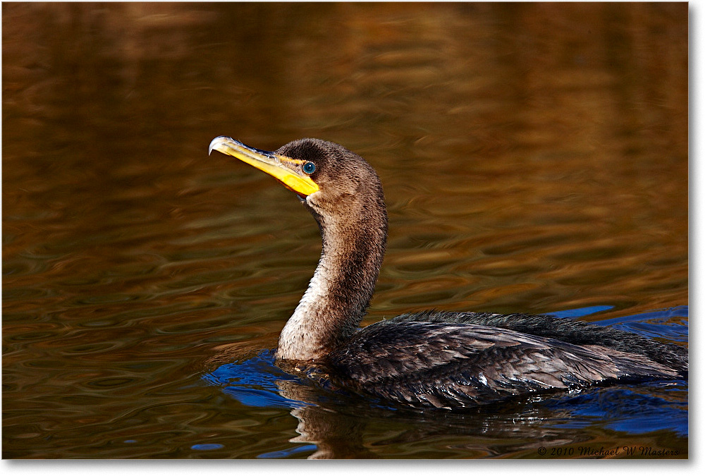 Cormorant_ChincoNWR_2010Nov_S3A3684 copy