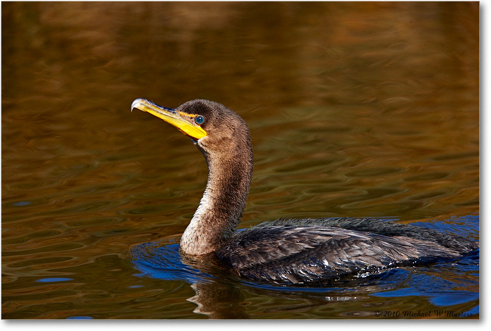 Cormorant_ChincoNWR_2010Nov_S3A3685 copy