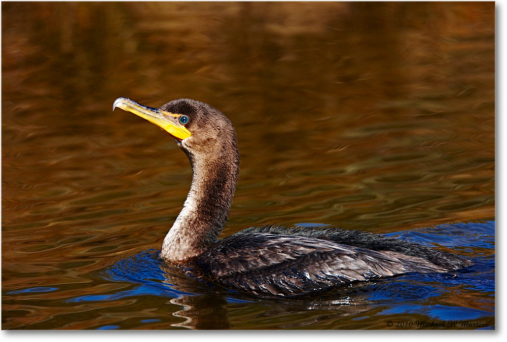 Cormorant_ChincoNWR_2010Nov_S3A3686 copy