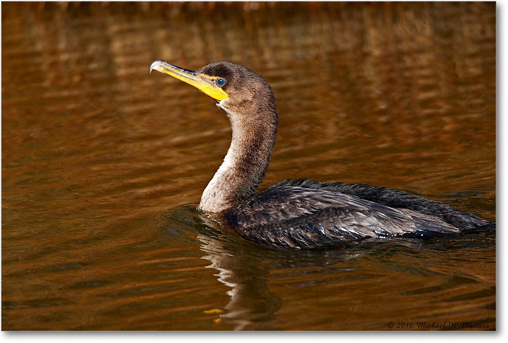 Cormorant_ChincoNWR_2010Nov_S3A3698 copy