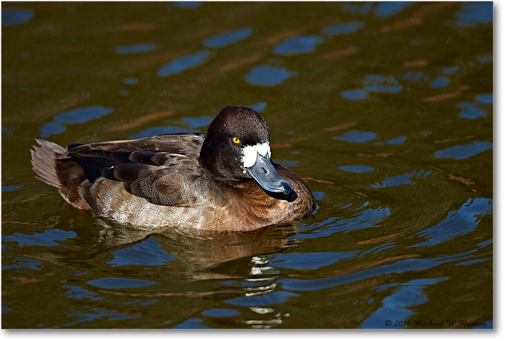 GreaterScaup_ChincoNWR-ea_2010Nov_D4A1627 copy