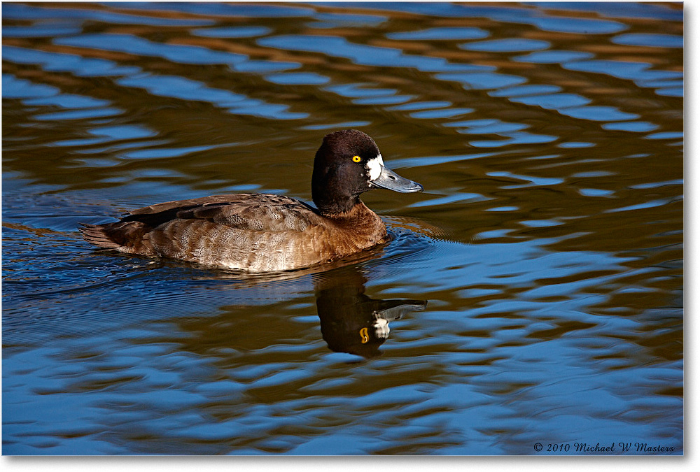GreaterScaup_ChincoNWR-ea_2010Nov_S3A3500 copy