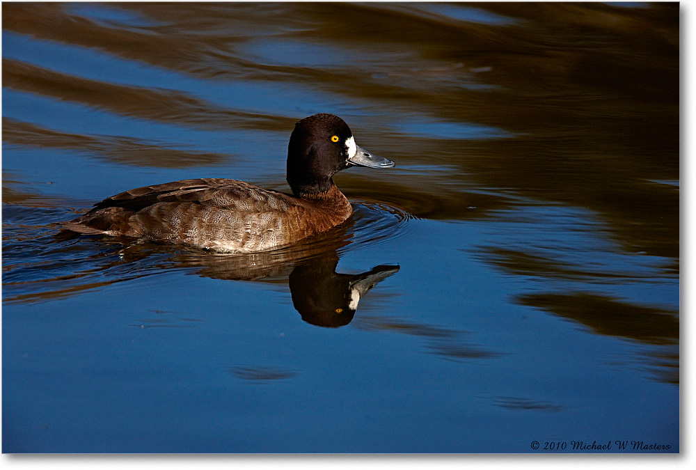 GreaterScaup_ChincoNWR-ea_2010Nov_S3A3511 copy