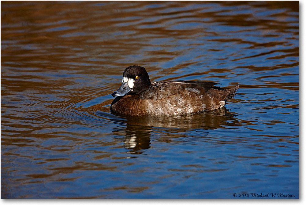 GreaterScaup_ChincoNWR-ea_2010Nov_S3A3536 copy