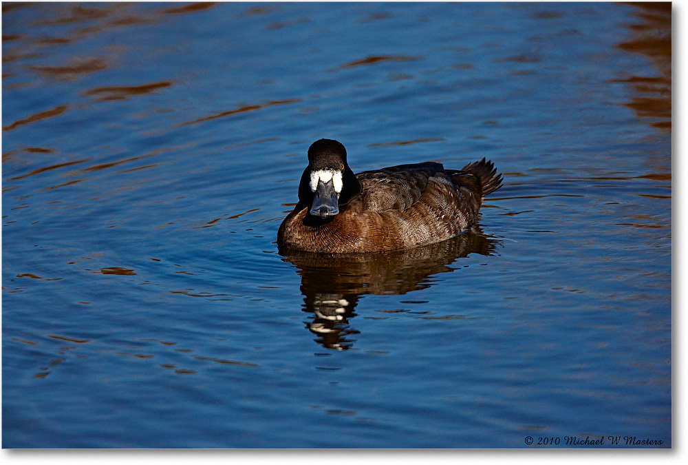 GreaterScaup_ChincoNWR-ea_2010Nov_S3A3543 copy