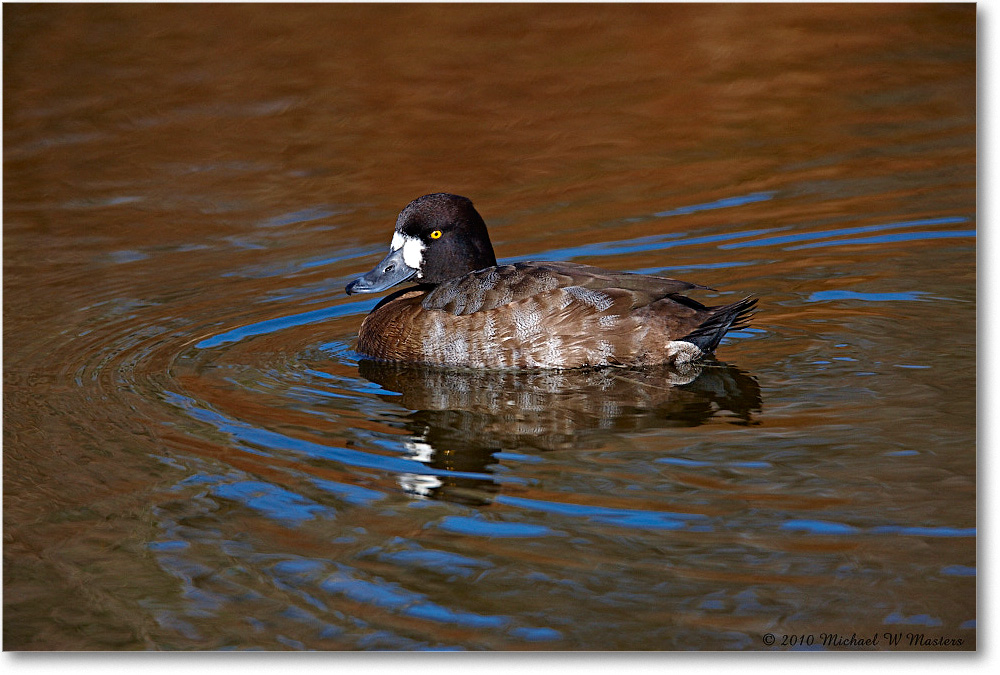 GreaterScaup_ChincoNWR-ea_2010Nov_S3A3550 copy