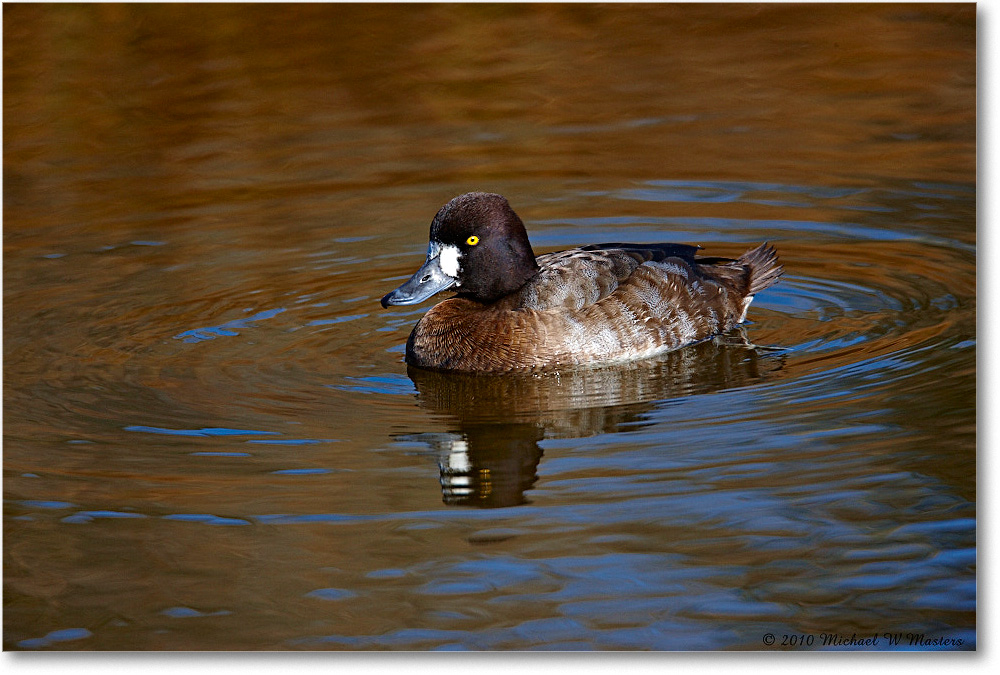 GreaterScaup_ChincoNWR-ea_2010Nov_S3A3562 copy