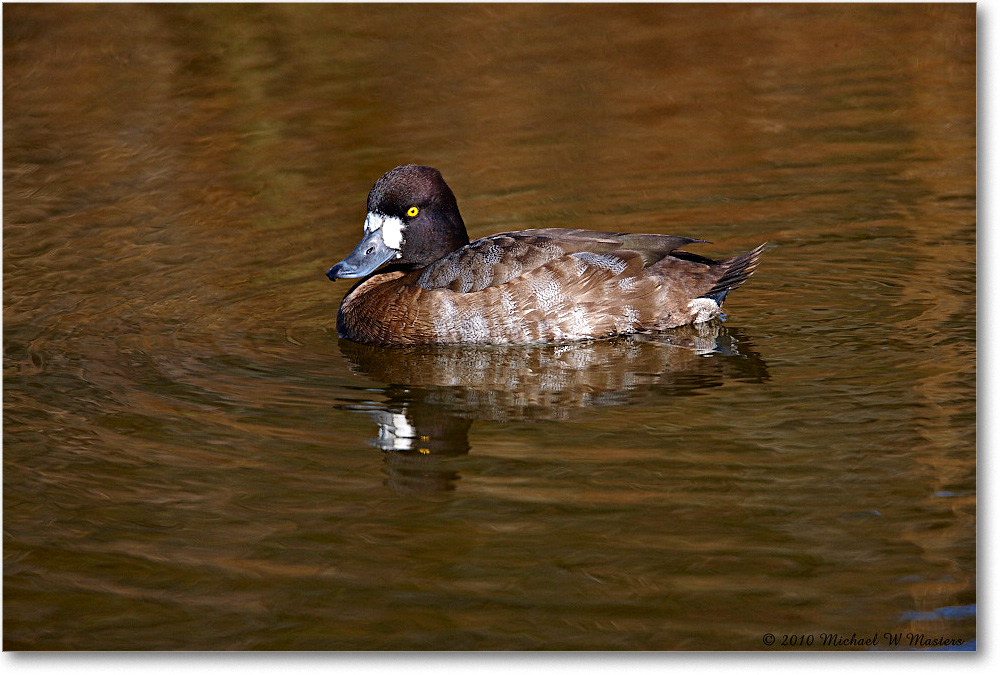 GreaterScaup_ChincoNWR-ea_2010Nov_S3A3568 copy