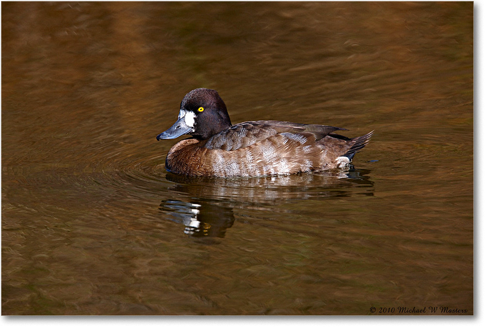 GreaterScaup_ChincoNWR-ea_2010Nov_S3A3573 copy
