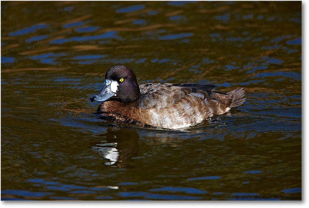 GreaterScaup_ChincoNWR-ea_2010Nov_S3A3586 copy