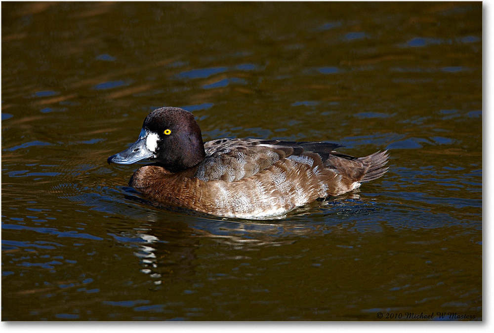 GreaterScaup_ChincoNWR-ea_2010Nov_S3A3593 copy