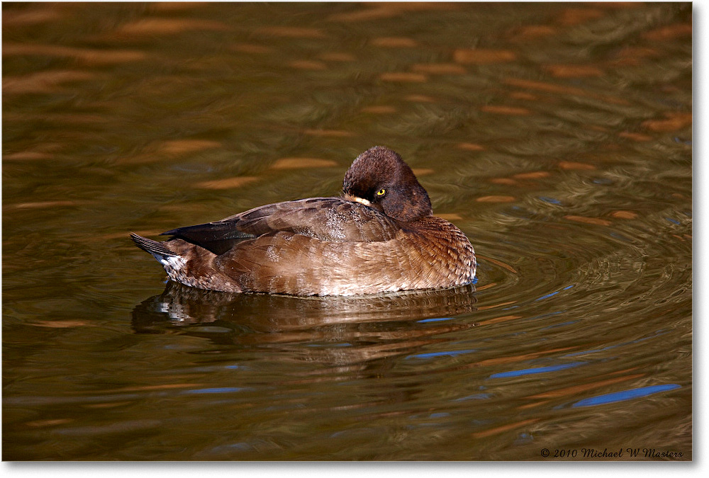GreaterScaup_ChincoNWR-ea_2010Nov_S3A3667 copy