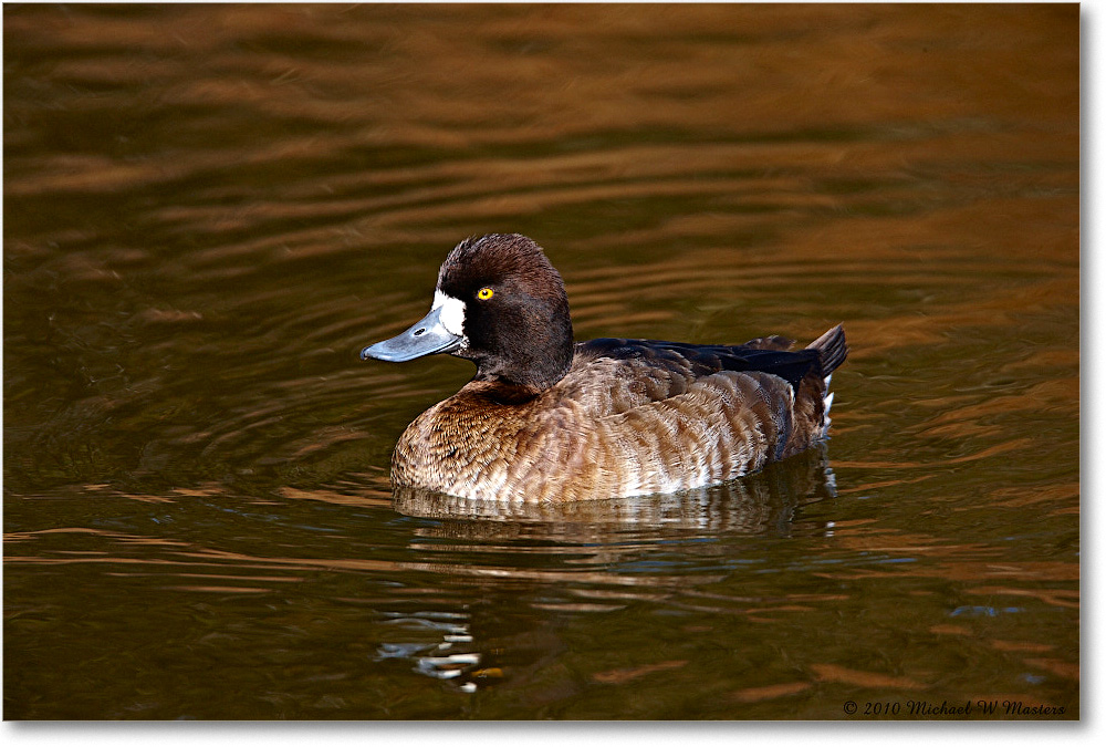 GreaterScaup_ChincoNWR-ea_2010Nov_S3A3671 copy