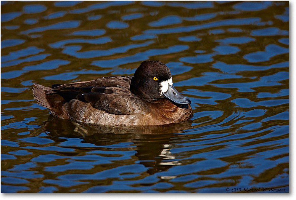 GreaterScaup_ChincoNWR-ea_2010Nov_S3A3683 copy