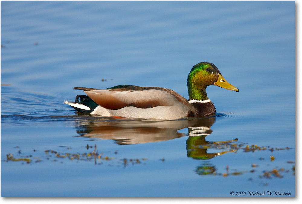 Mallard_ChincoNWR_2010Nov_S3A3799 copy