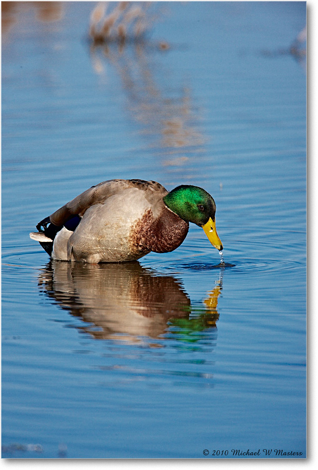 Mallard_ChincoNWR_2010Nov_S3A3967 copy