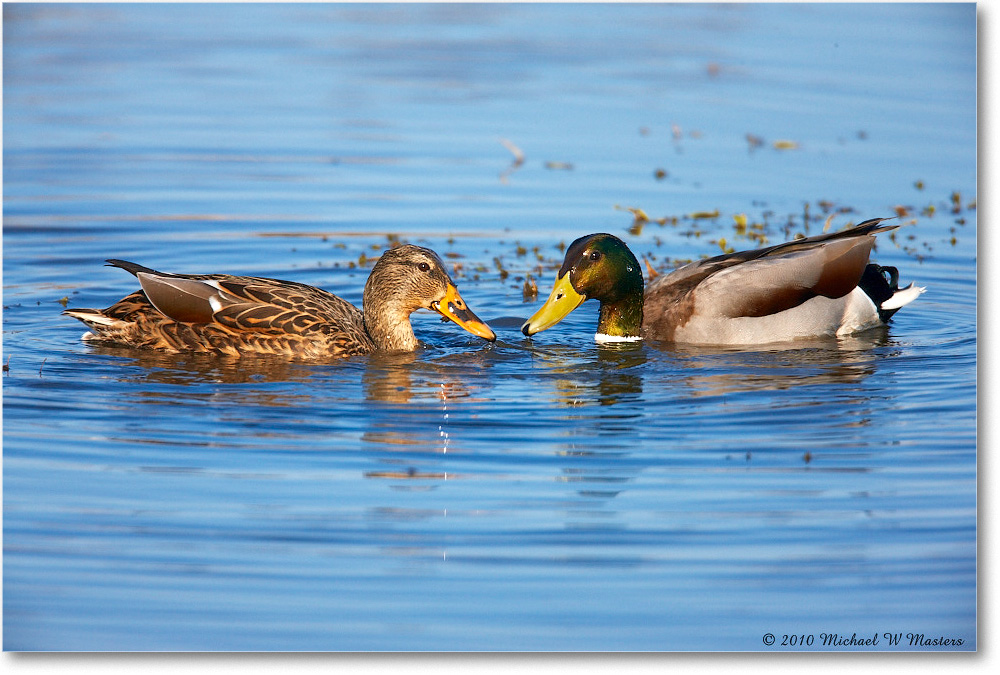 Mallards_ChincoNWR_2010Nov_S3A3807 copy