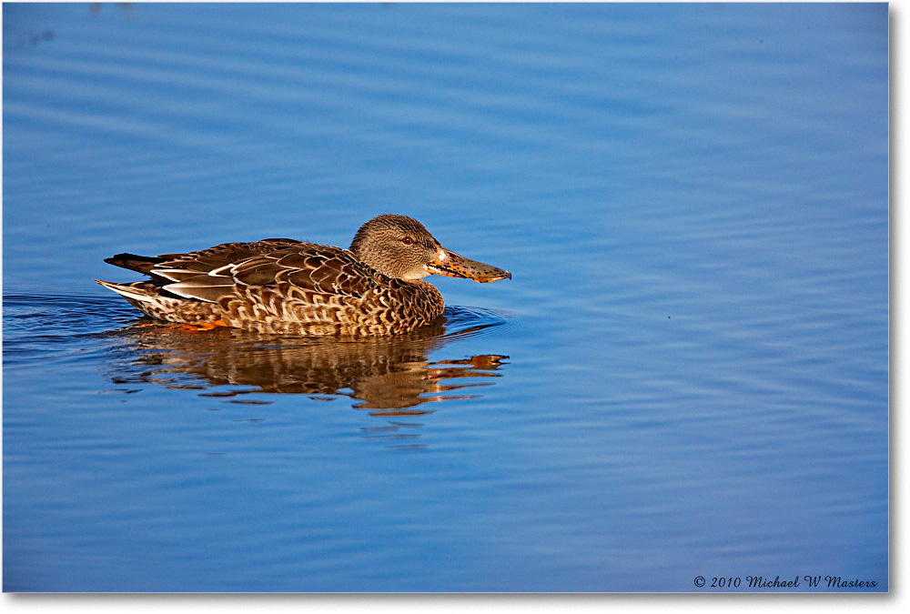 NorthernShovelerFemale_ChincoNWR-wll_2010Nov_S3A3911 copy
