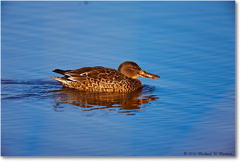 NorthernShovelerFemale_ChincoNWR-wll_2010Nov_S3A3914 copy