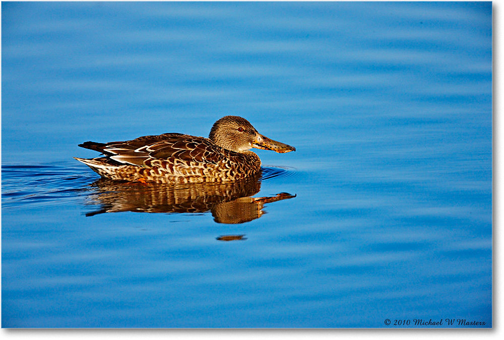 NorthernShovelerFemale_ChincoNWR-wll_2010Nov_S3A3928 copy
