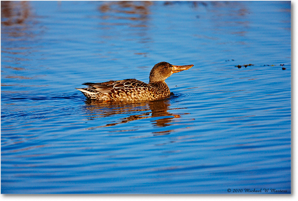 NorthernShovelerFemale_ChincoNWR-wll_2010Nov_S3A3934 copy