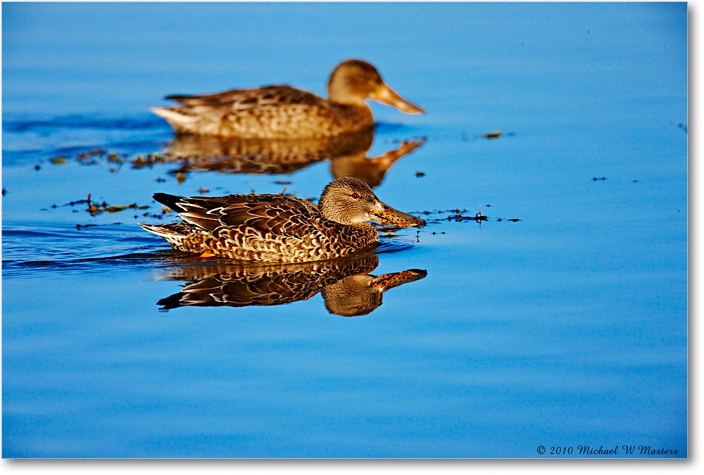 NorthernShovelerFemales_ChincoNWR-wll_2010Nov_S3A3919 copy