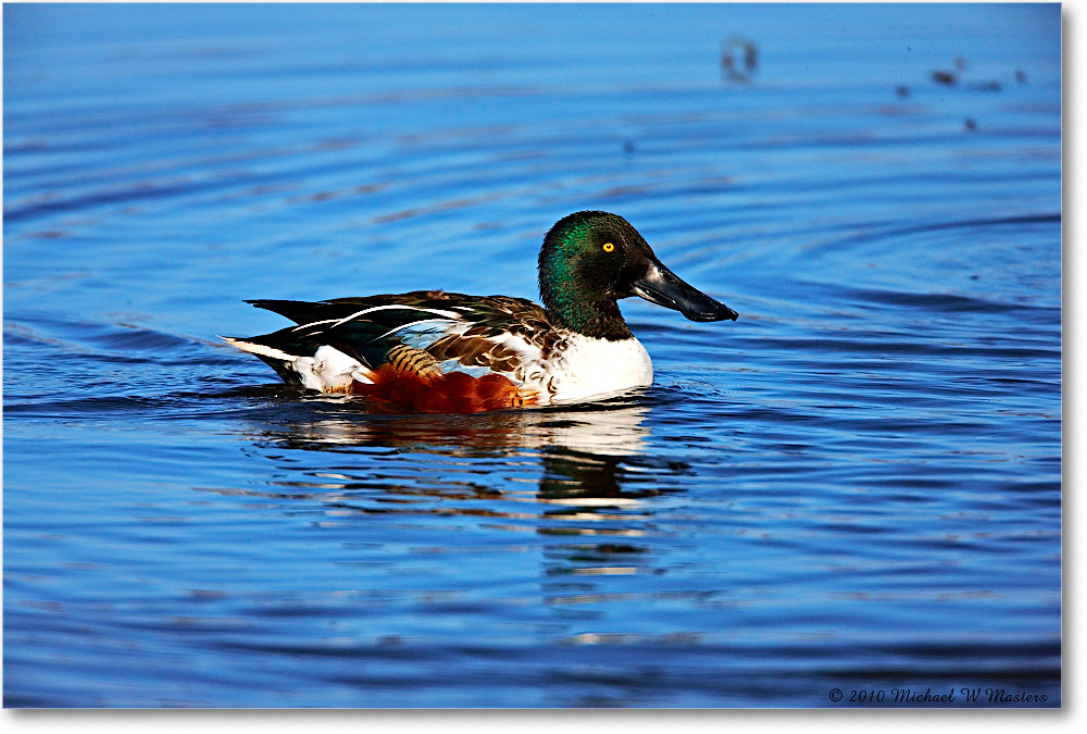 NorthernShovelerMale_ChincoNWR-wll_2010Nov_S3A3898 copy